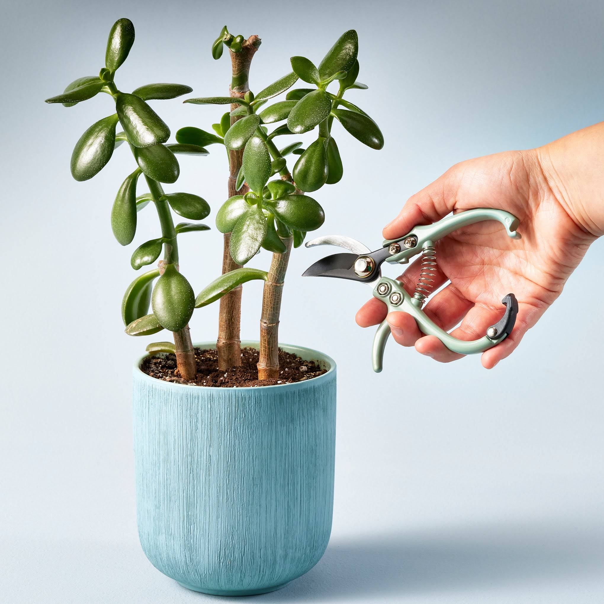 Modern Sprout Gardening Tool Pruners