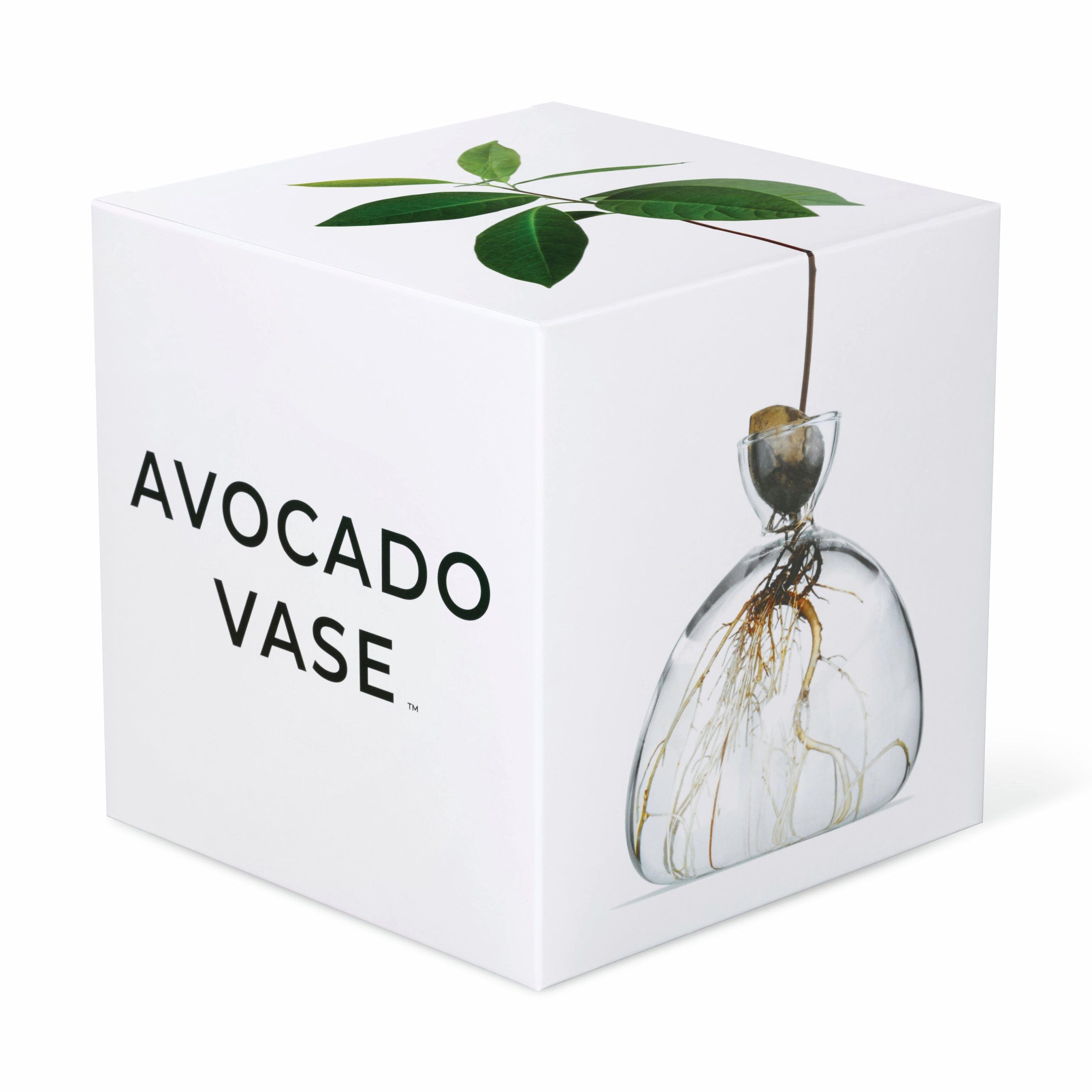 Avocado Vase - Clear