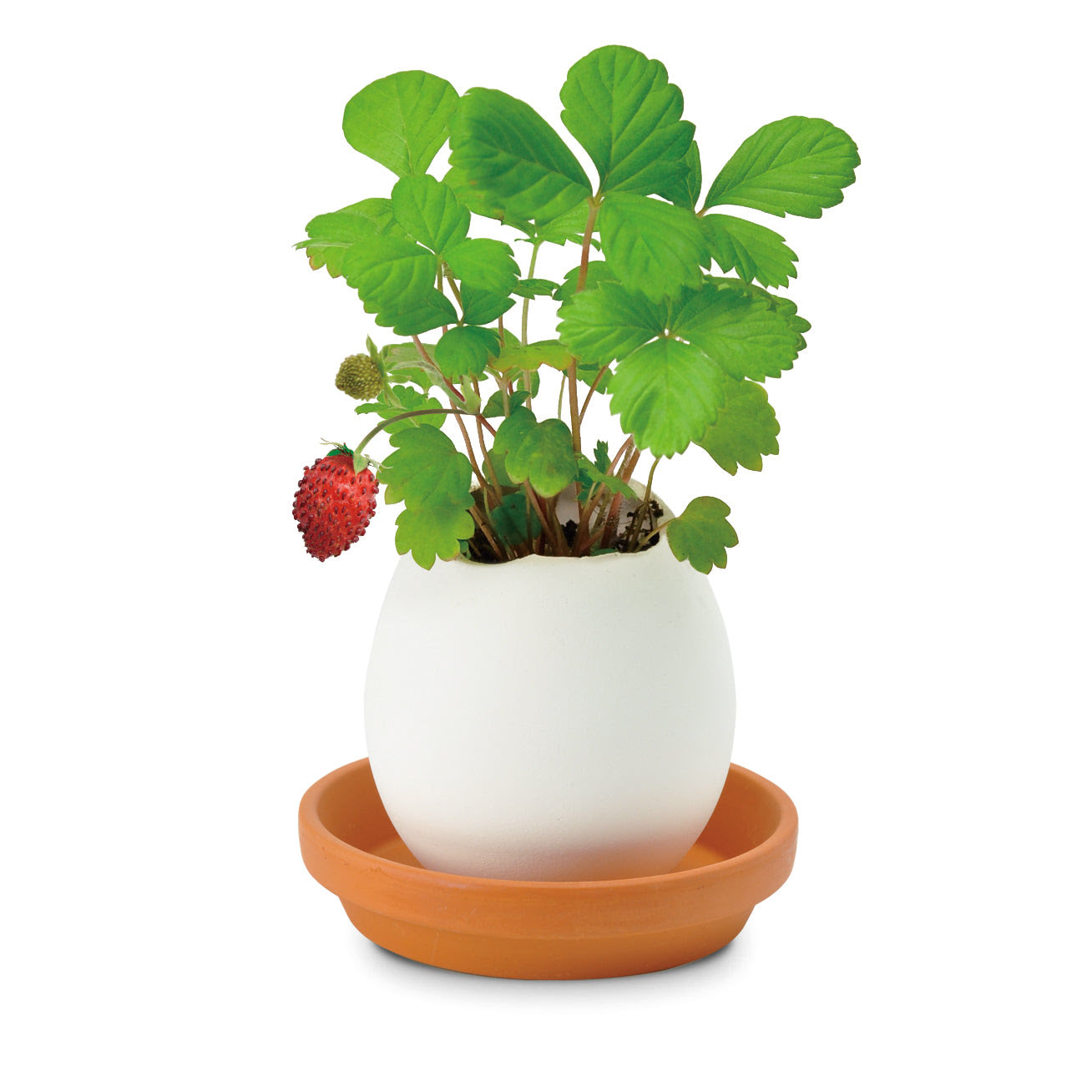 Eggling Crack &amp; Grow Planter Kit - Strawberry
