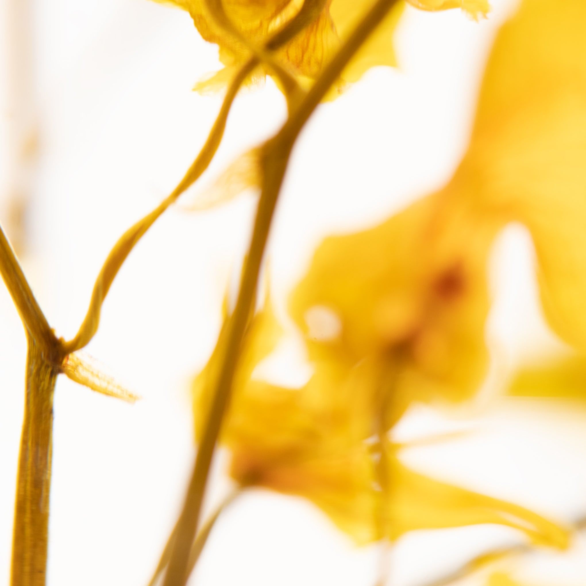 Pieces of Time Flower Objet d'Art - Yellow Oncidium