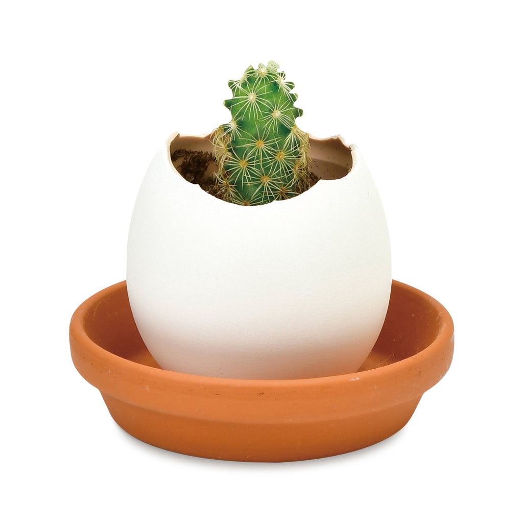 Eggling Crack &amp; Grow Planter Kit - Cactus
