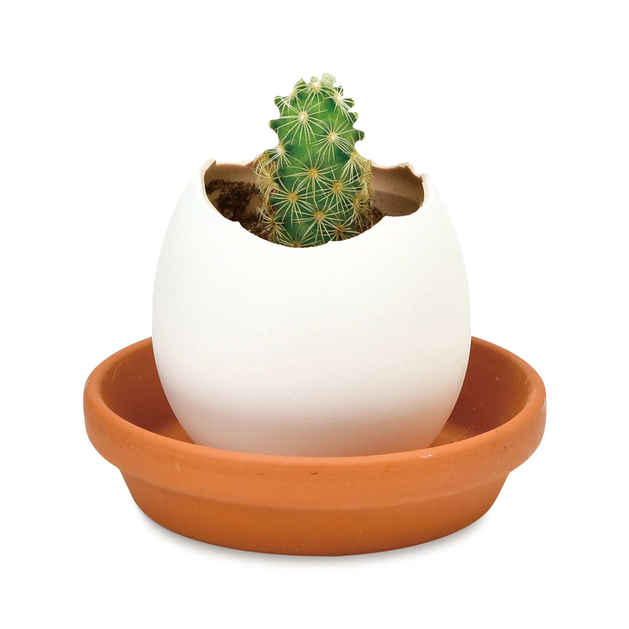 Eggling Crack &amp; Grow Planter Kit - Cactus