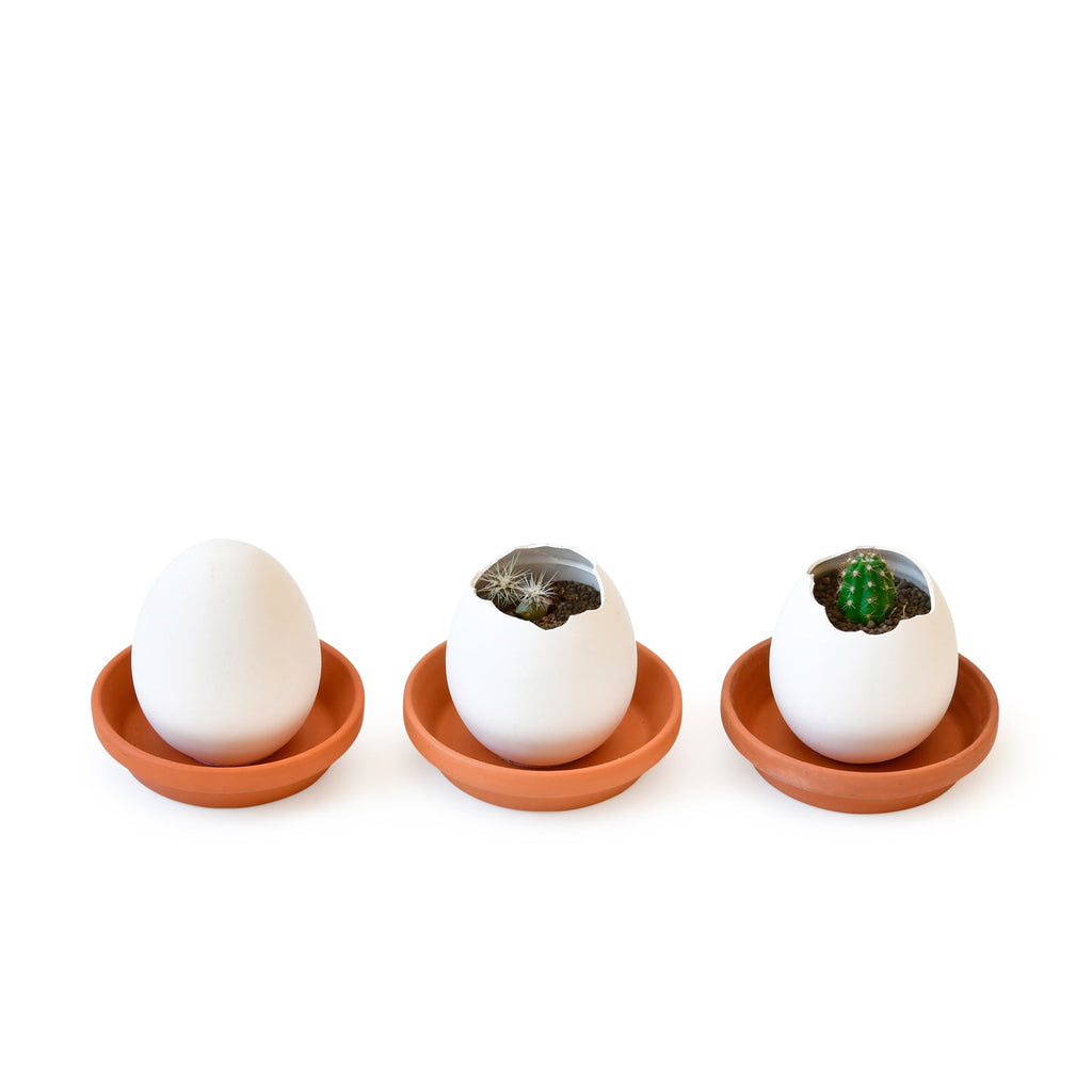 Eggling Crack &amp; Grow Planter Kit - Cactus