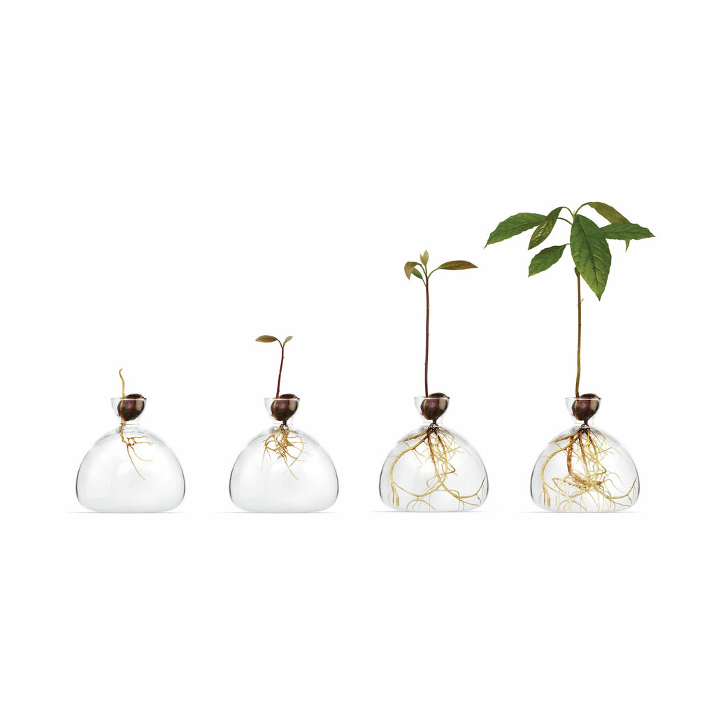 Avocado Vase - Clear