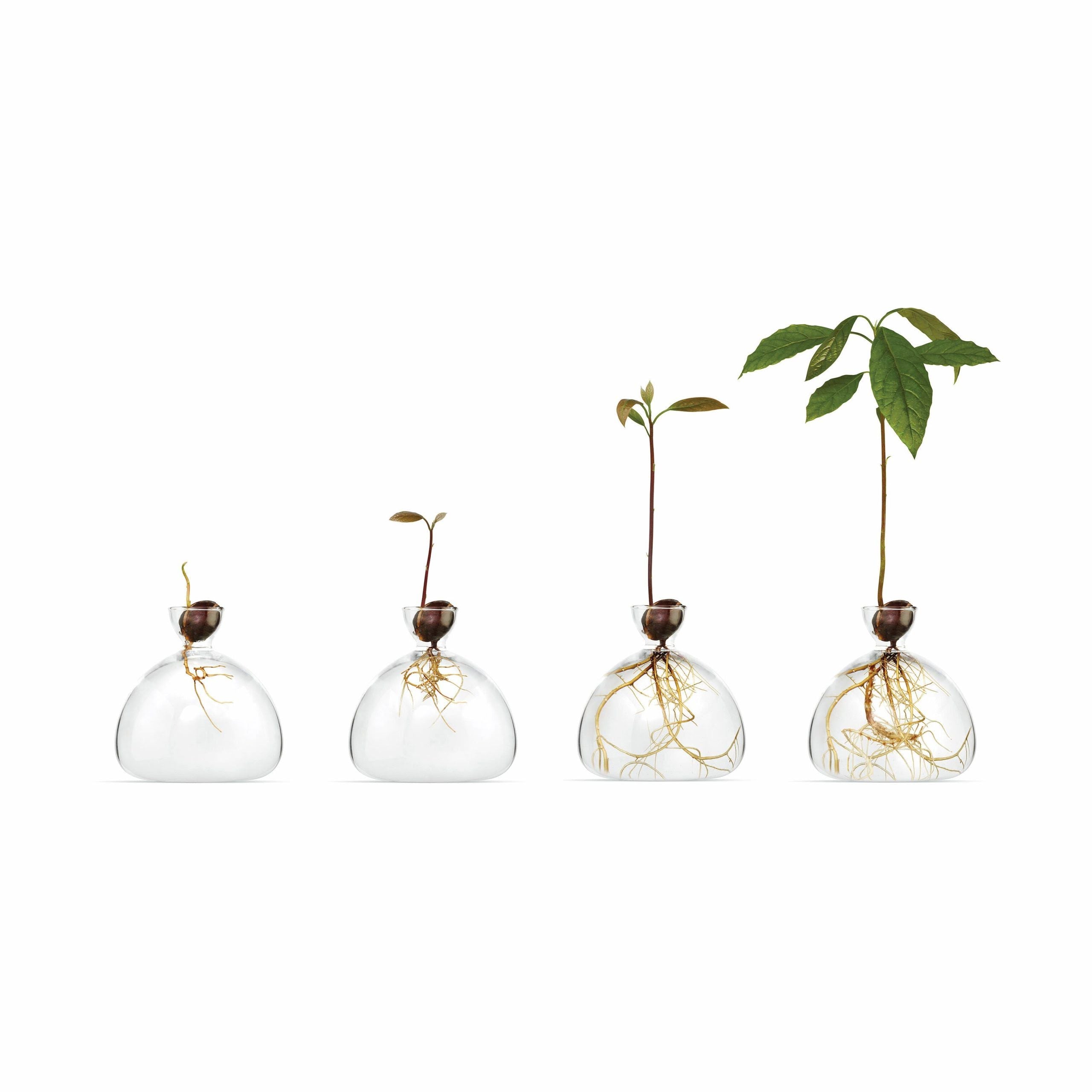 Avocado Vase - Clear