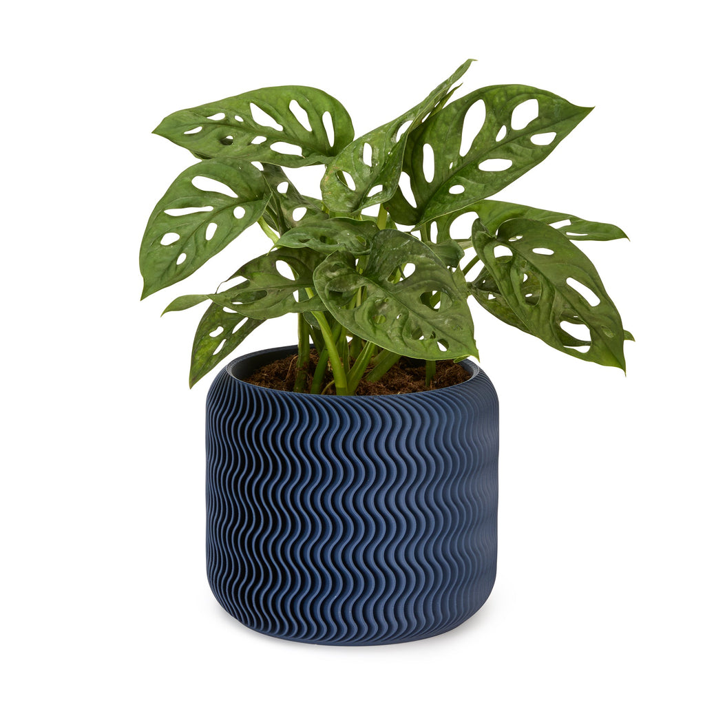 Wavy Pine 3D-Printed Planter - Midnight Blue