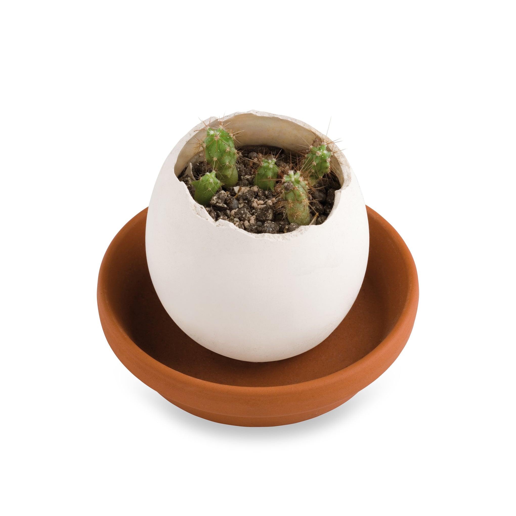 Eggling Crack &amp; Grow Planter Kit - Cactus