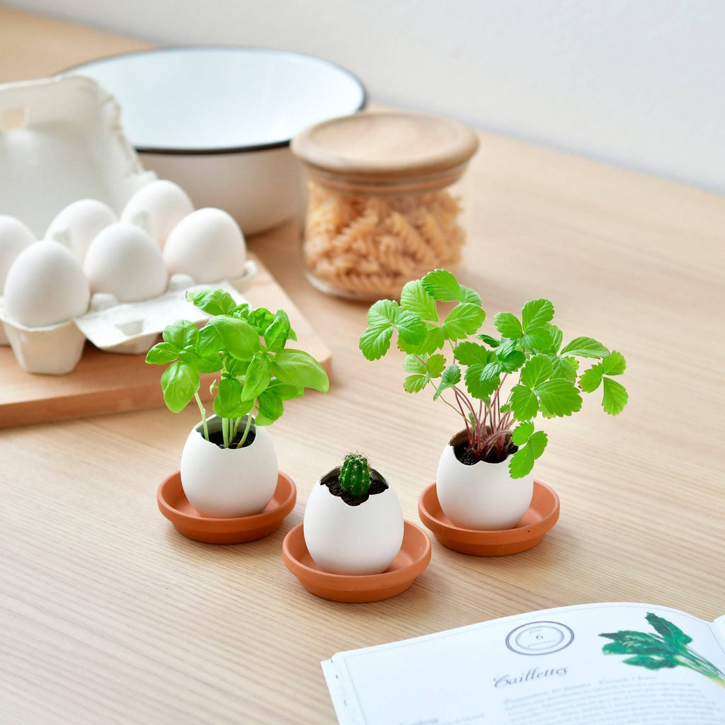 Eggling Crack &amp; Grow Planter Kit - Basil