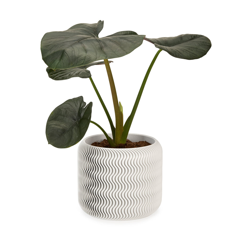 Wavy Pine 3D-Printed Planter - White