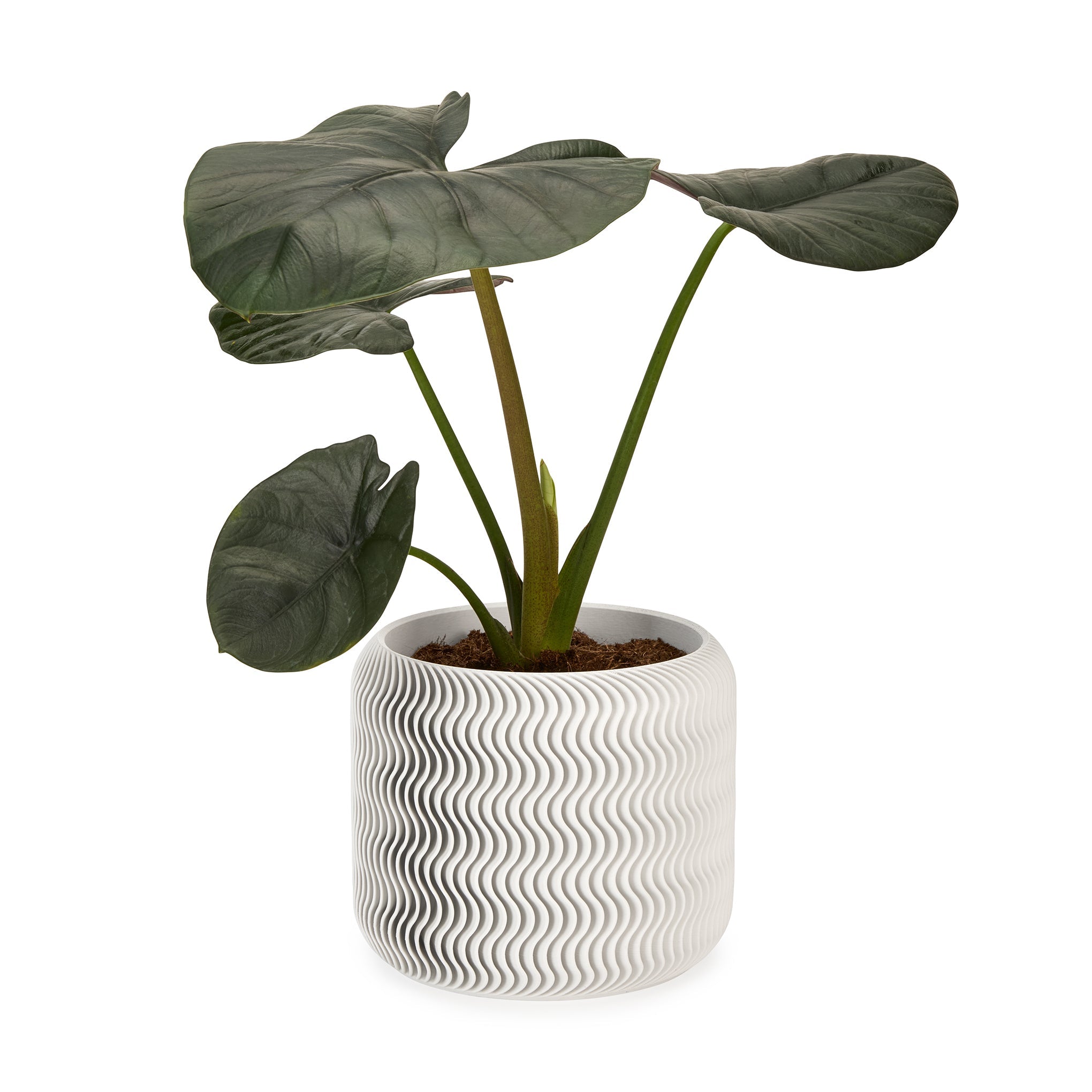 Wavy Pine 3D-Printed Planter - White