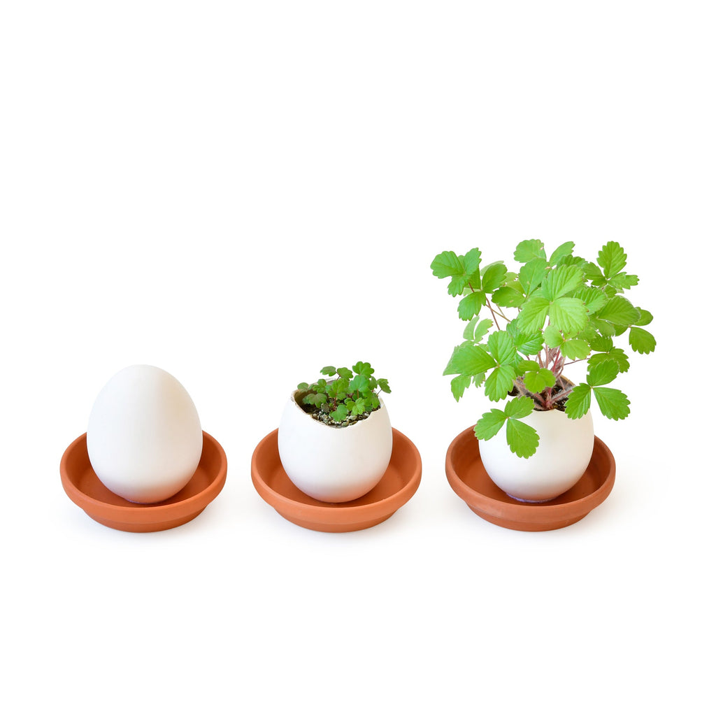 Eggling Crack &amp; Grow Planter Kit - Strawberry