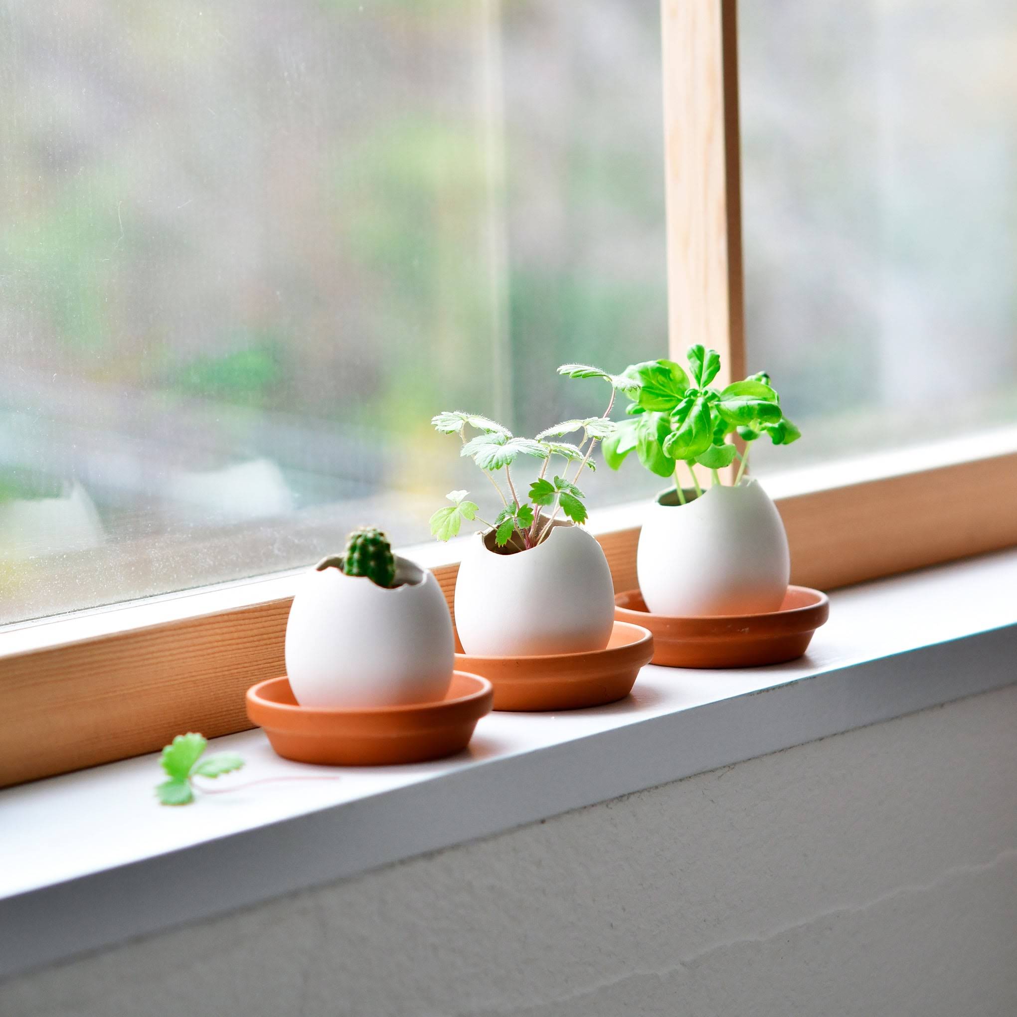 Eggling Crack &amp; Grow Planter Kit - Basil