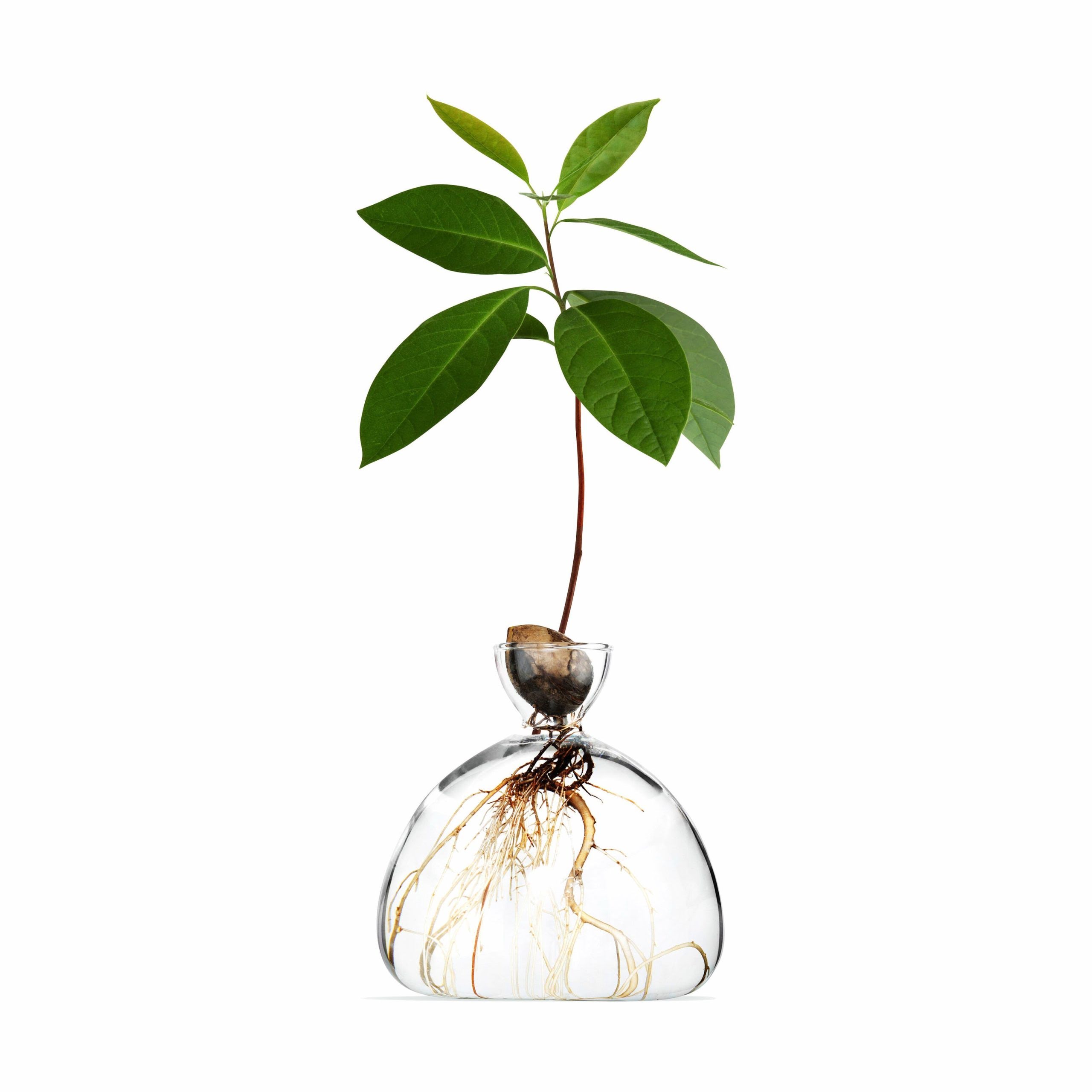 Avocado Vase - Clear