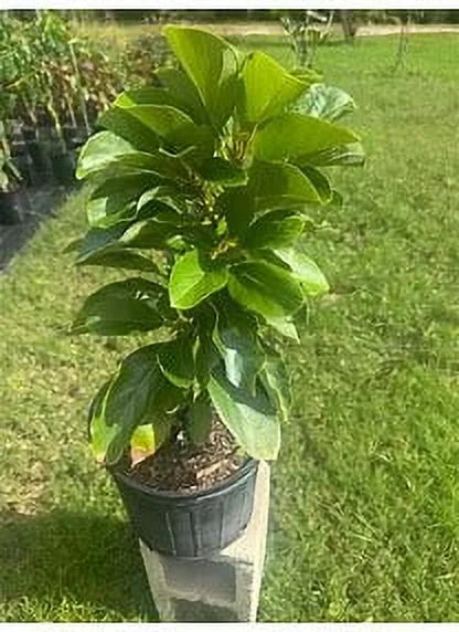 Grafted Mexicola Grande Avocado Tree 2-4FT tall, Cold Hardy. We ship TO ALL STATES