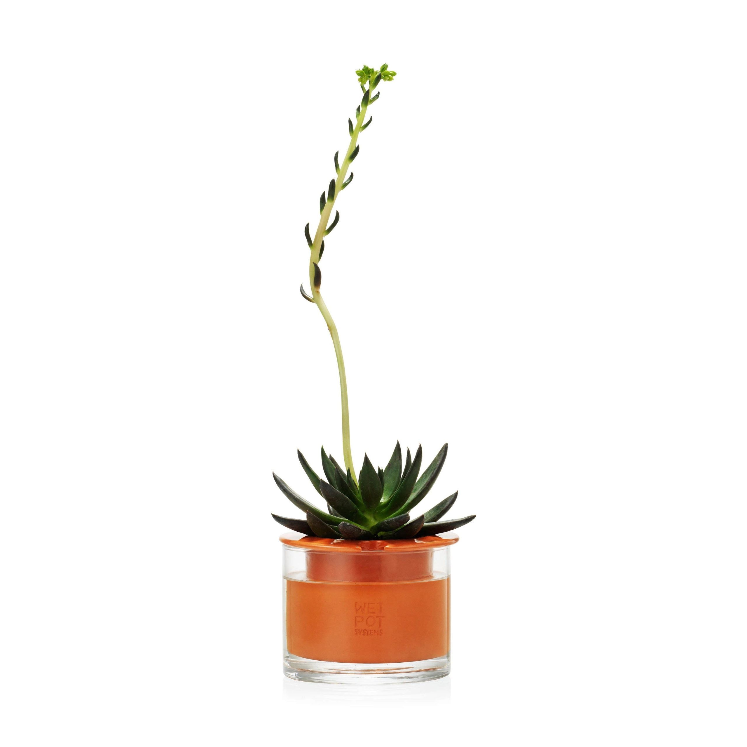 Self-Watering Wet Pots - X-Small