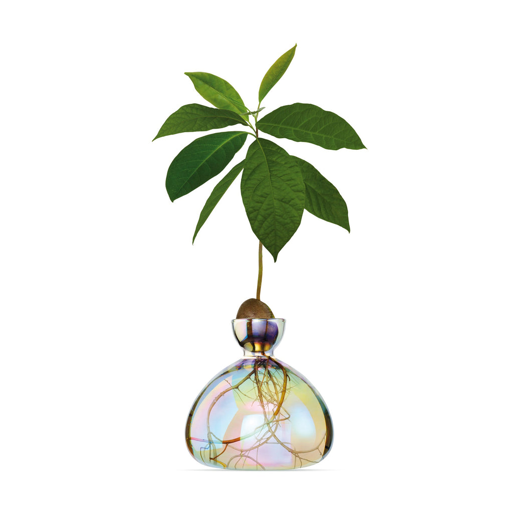 Avocado Vase - iridescent