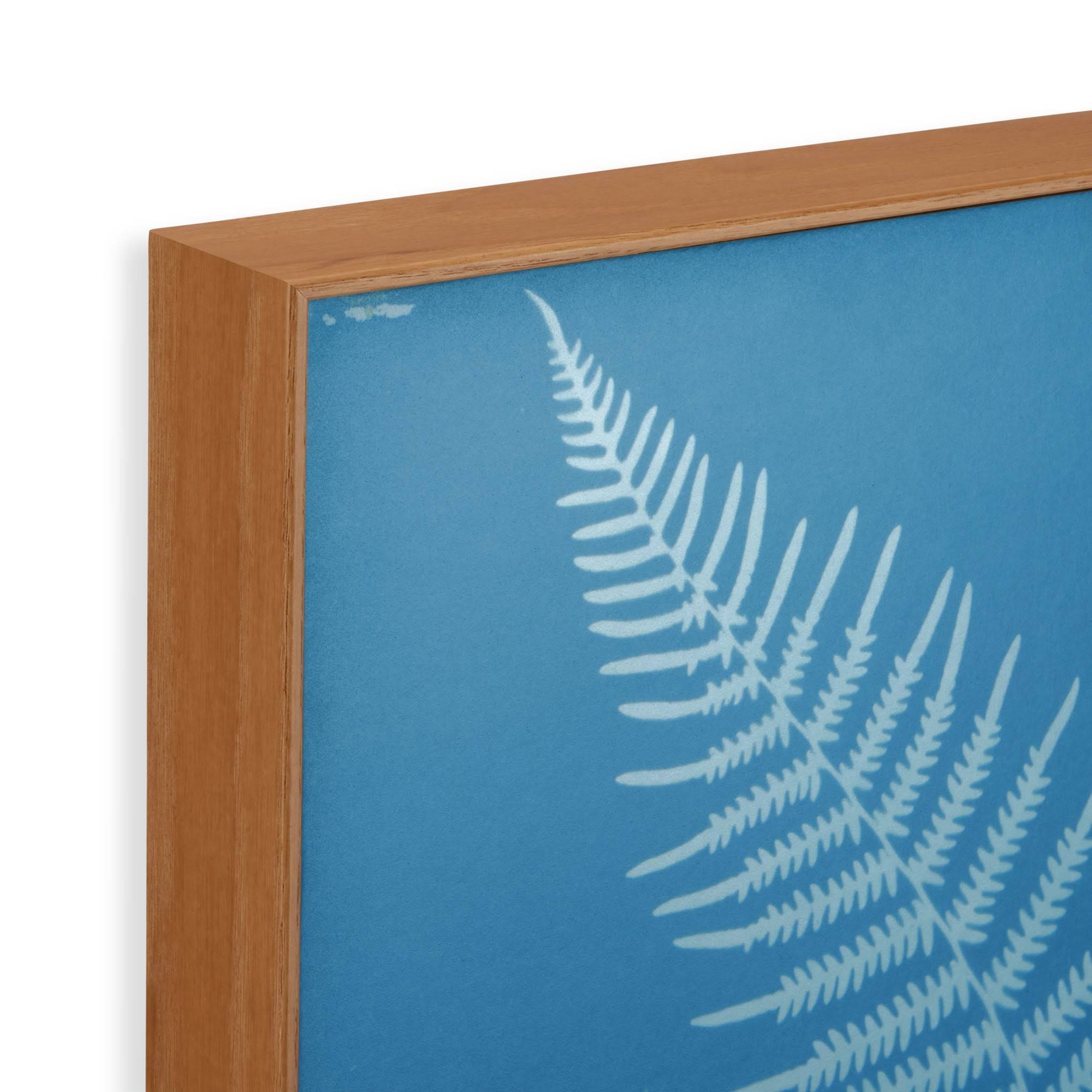 Anna Atkins Pteris Aquilina Framed Print