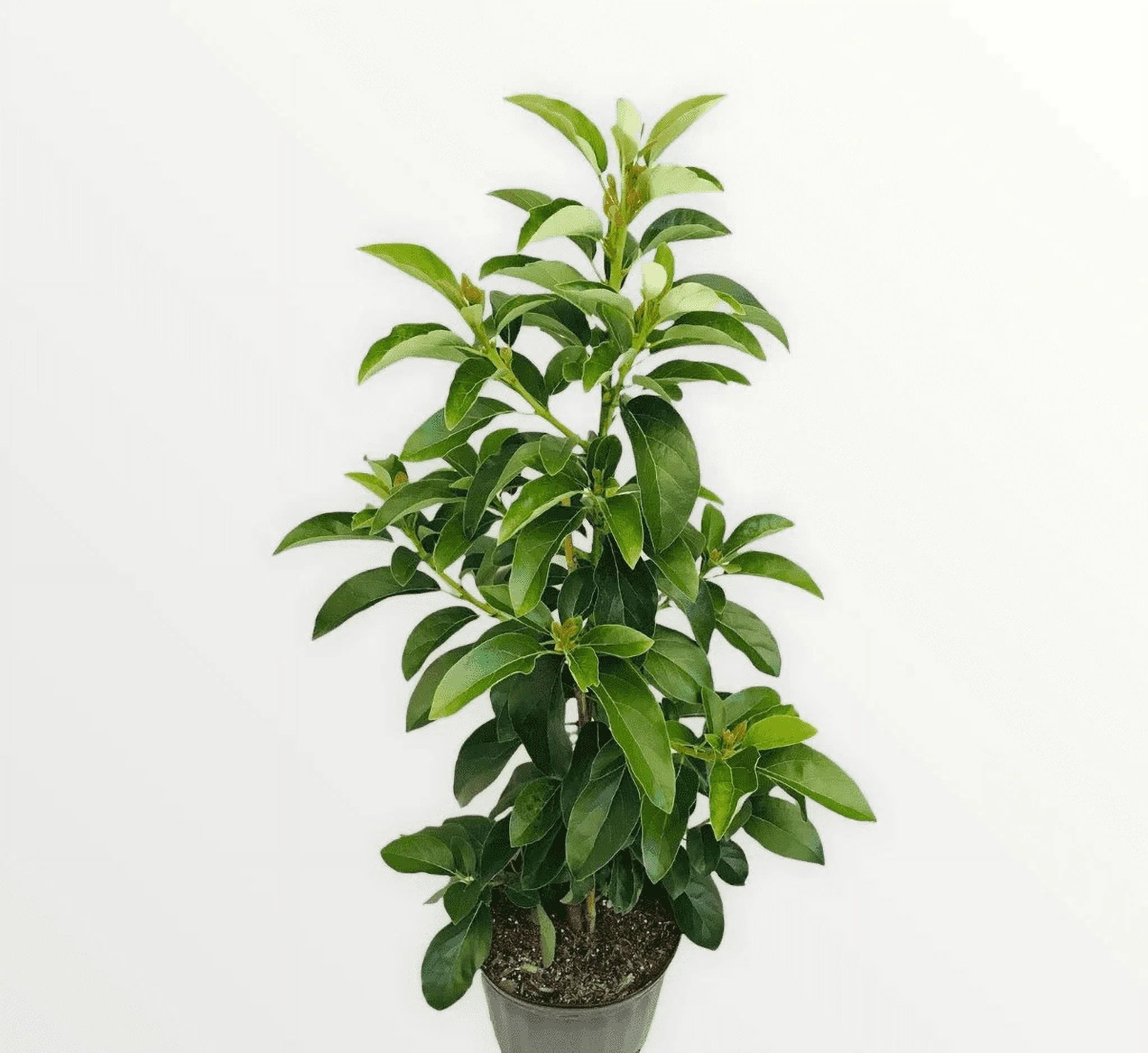 Grafted Mexicola Grande Avocado Tree 2-4FT tall, Cold Hardy. We ship TO ALL STATES