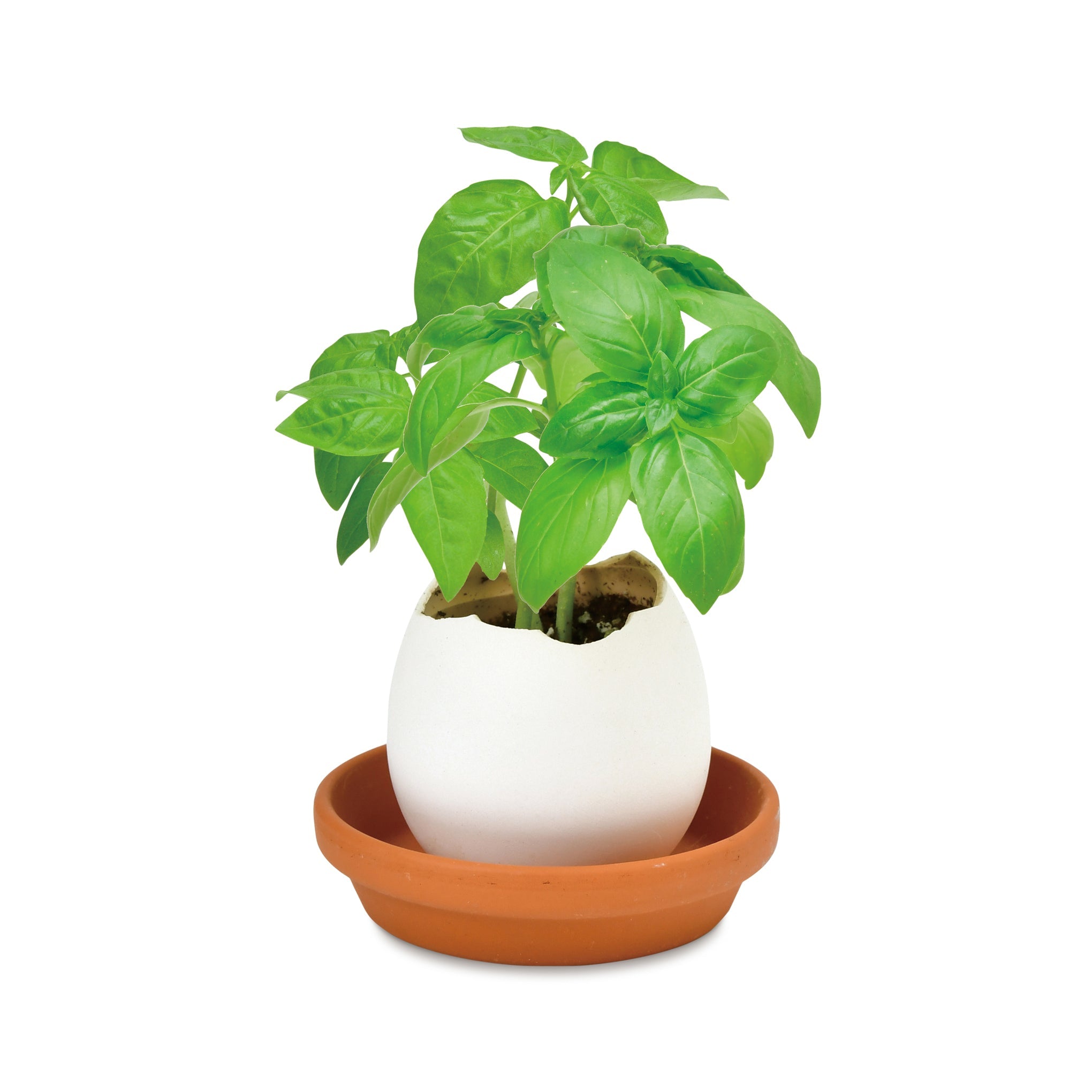 Eggling Crack &amp; Grow Planter Kit - Basil