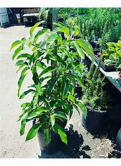 Grafted Mexicola Grande Avocado Tree 2-4FT tall, Cold Hardy. We ship TO ALL STATES